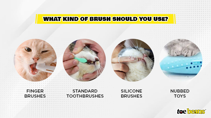 Types of Cat Toothbrushes Image by Toe Beans