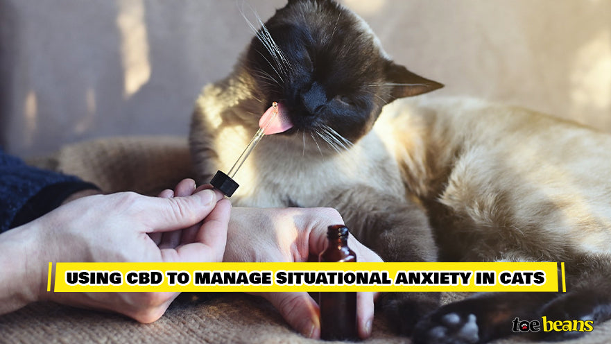 Using CBD to Manage Situational Anxiety