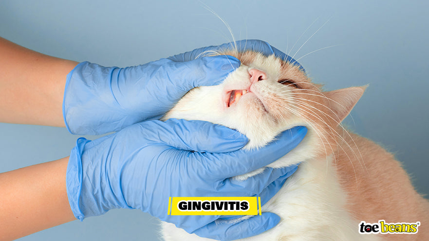 Vet Checking Cat For Gingivitis Image by Toe Beans