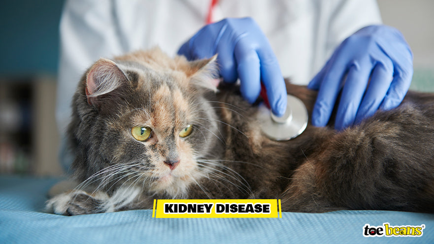 Vet Checking a Cat For Kidney Disease Image by Toe Beans