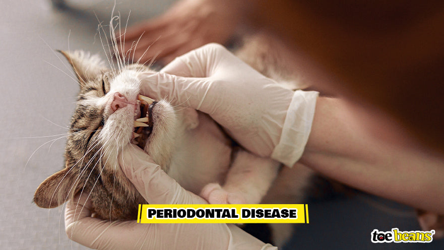 Vet Checking Cat For Periodontal Disease Image by Toe Beans