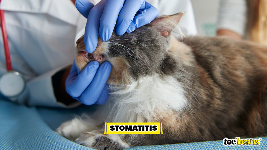 Vet Checking a Cat For Stomatitis Image by Toe Beans