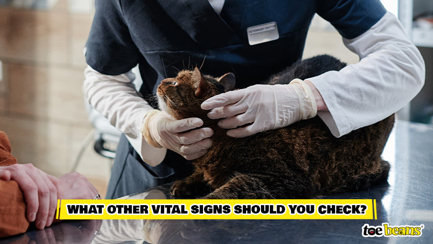 Vet Checking a Cat's Vital Signs Image by Toe Beans