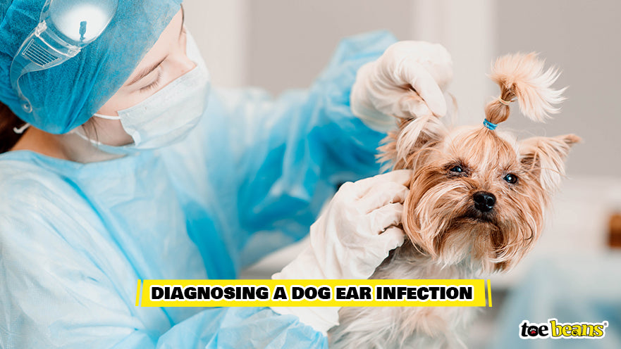 Vet Diagnosing Dog Ear Infection Image by Toe Beans