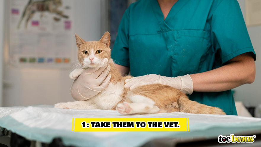 Vet Examining Cat Image by Toe Beans