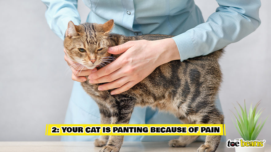 Vet Examining Cat For Pain Image by Toe Beans