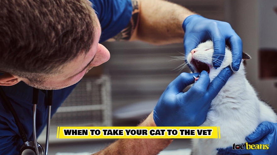 Vet Examining Cat's Oral Health Image by Toe Beans