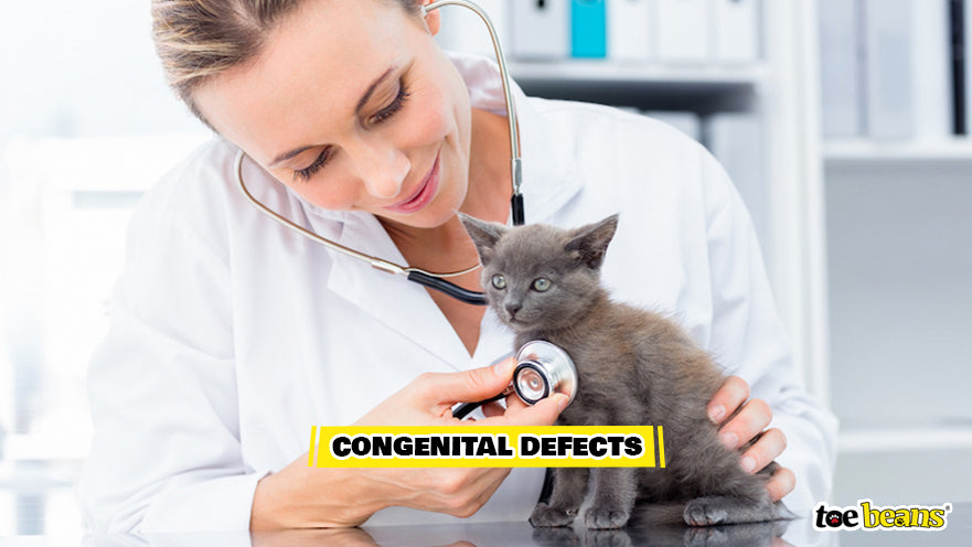 Vet Examining Kitten For Defects Image by Toe Beans