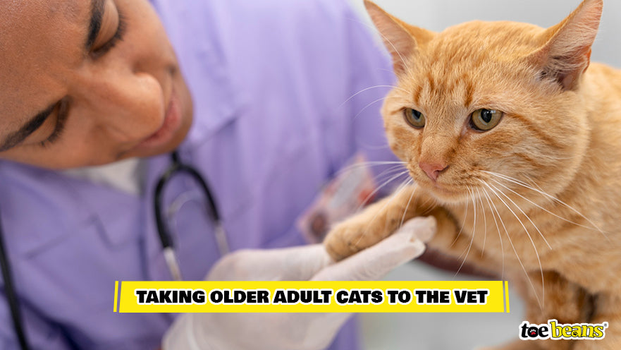 Vet Examining Older Adult Cat Image by Toe Beans