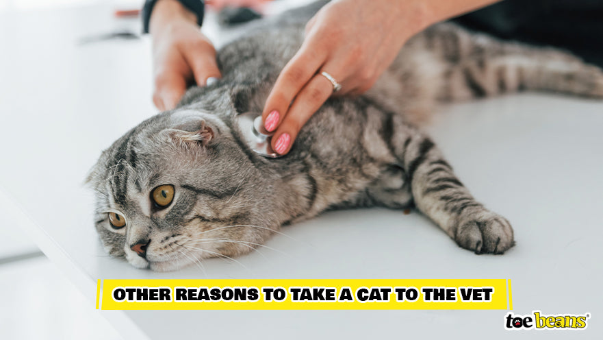 Vet Examining a Cat Image by Toe Beans