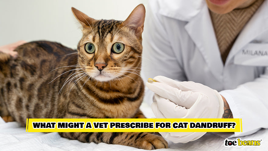 Vet Giving a Cat Medication Image by Toe Beans