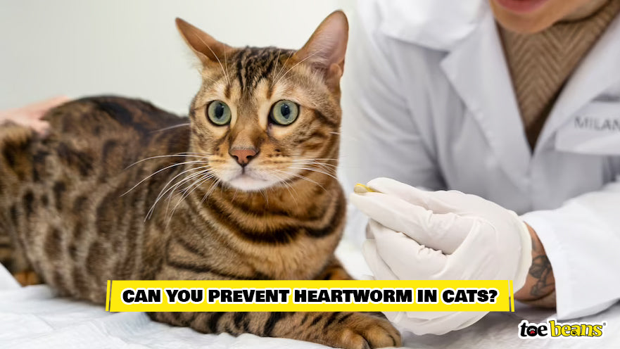 Vet Giving a Cat Preventative Medication Image by Toe Beans