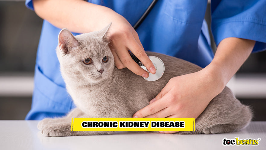Vet Treating a Cat With Chronic Kidney Disease Image by Toe Beans