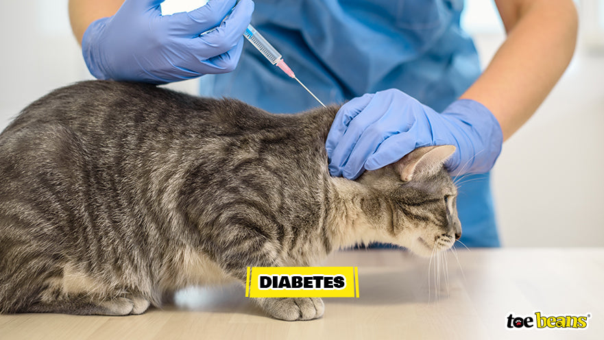 Vet Treating a Cat With Diabetes Image by Toe Beans