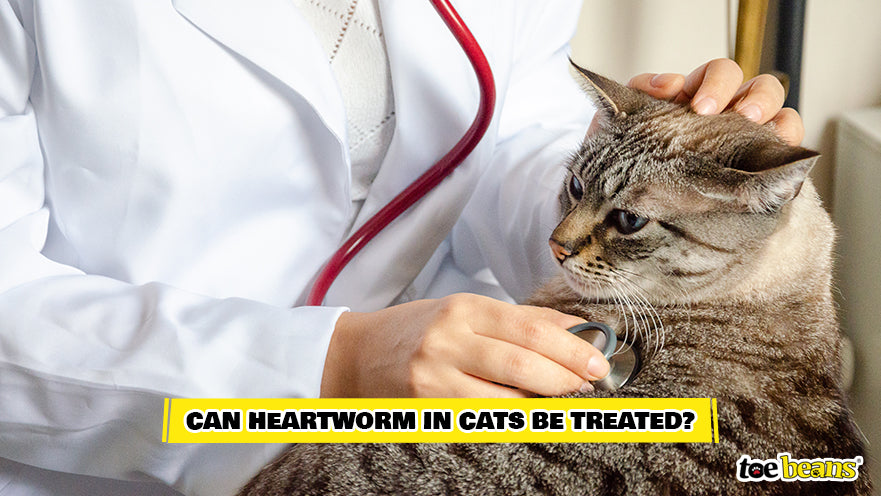 Vet Treating a Cat With Heartworm Image by Toe Beans