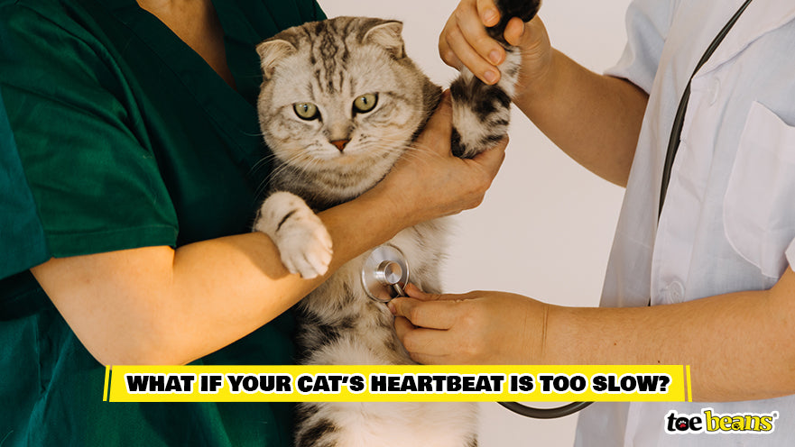Vets Checking a Cat's Slow Heartbeat Image by Toe Beans