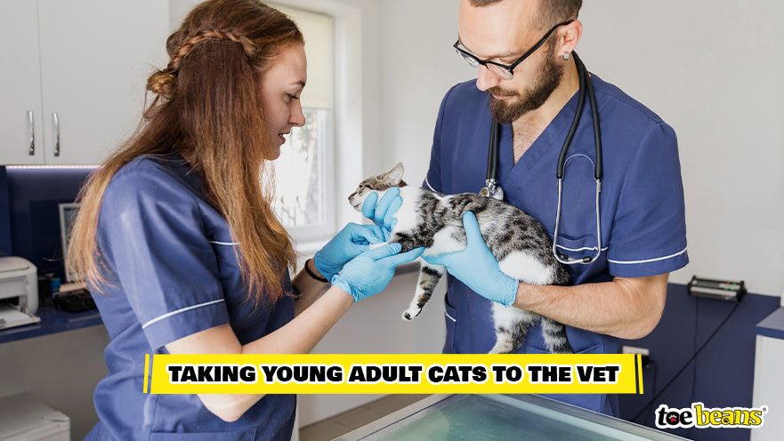 Vets Examining Young Adult Cat Image by Toe Beans