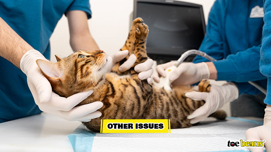 Vets Treating a Cat Image by Toe Beans