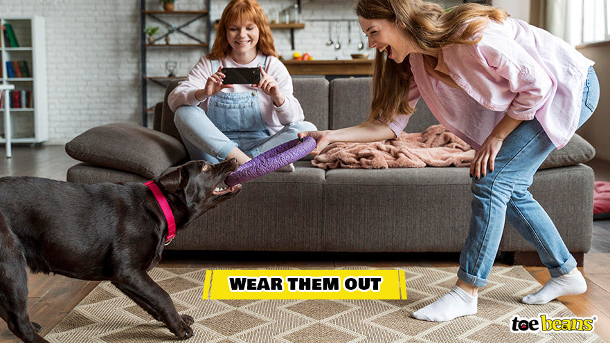 Wearing Out a Dog Image by Toe Beans