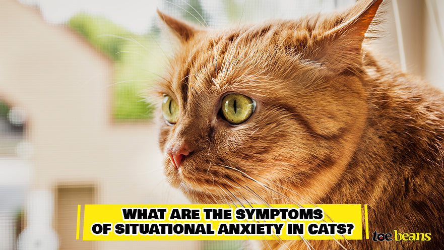 Symptoms of Situational Anxiety