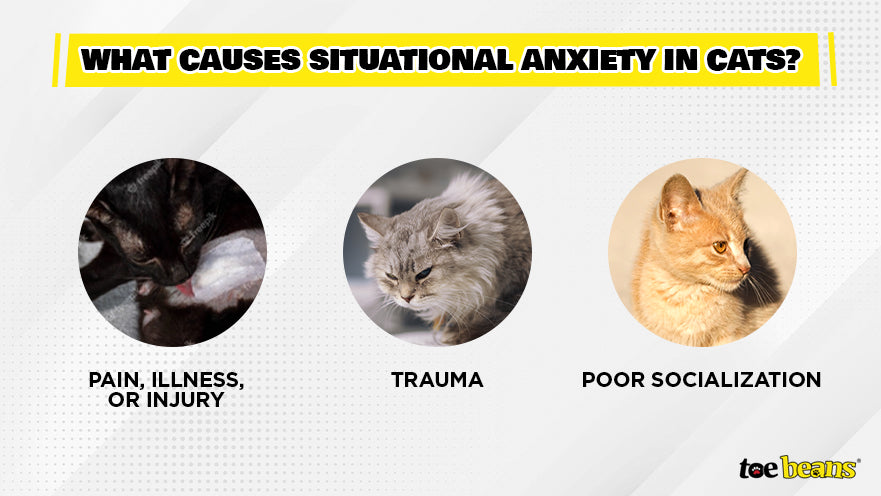 What Causes Cat Anxiety