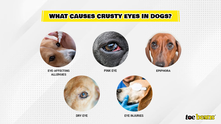 What Causes Crusty Eyes in Dogs Image by Toe Beans