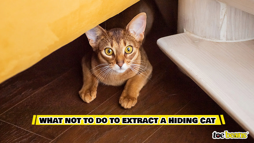 What NOT To Do To Extract A Hiding Cat Image by Toe Beans
