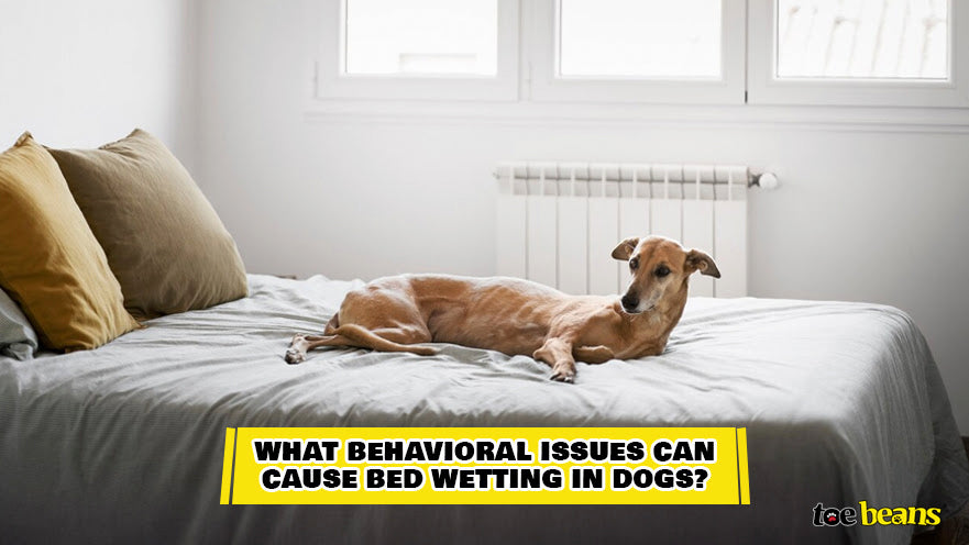 What Behavioral Issues Can Cause Bed Wetting In Dogs Image by Toe Beans
