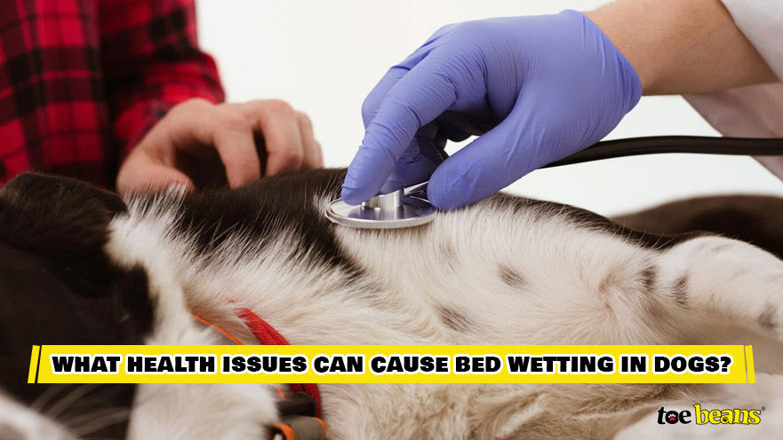 What Health Issues Can Cause Bed Wetting In Dogs Image by Toe Beans