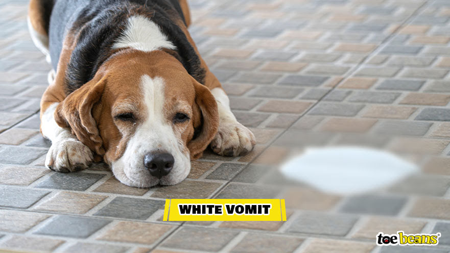 White Dog Vomit Image by Toe Beans