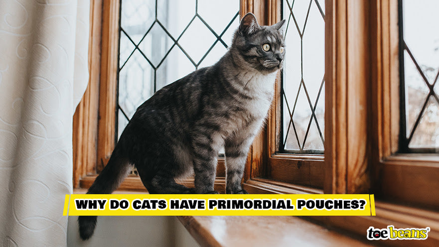 Why Do Cats Have Primordial Pouches Image by Toe Beans