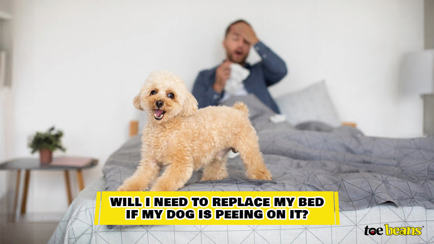 Will I Need To Replace My Bed If My Dog Is Peeing On It Image by Toe Beans