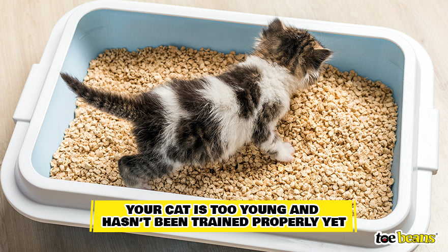 Young Cat Litter Box Training Image by Toe Beans