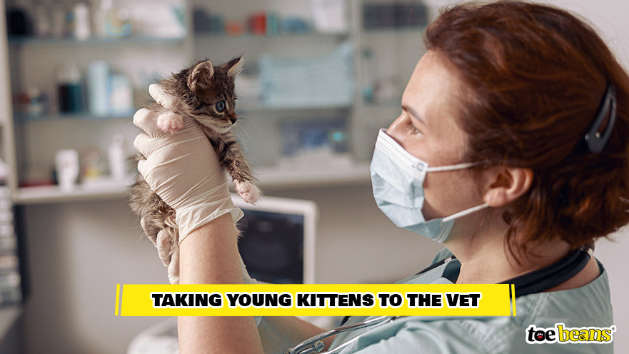 Young Kitten at the Vet Image by Toe Beans