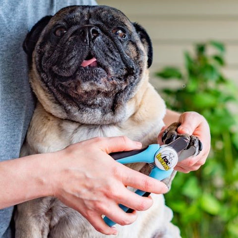 Dog getting nails clawpered