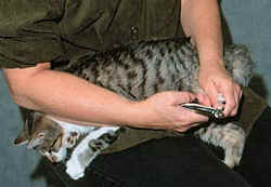 Trimming a cat's claws