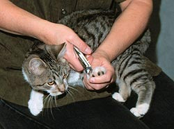 Trimming a cat's claws